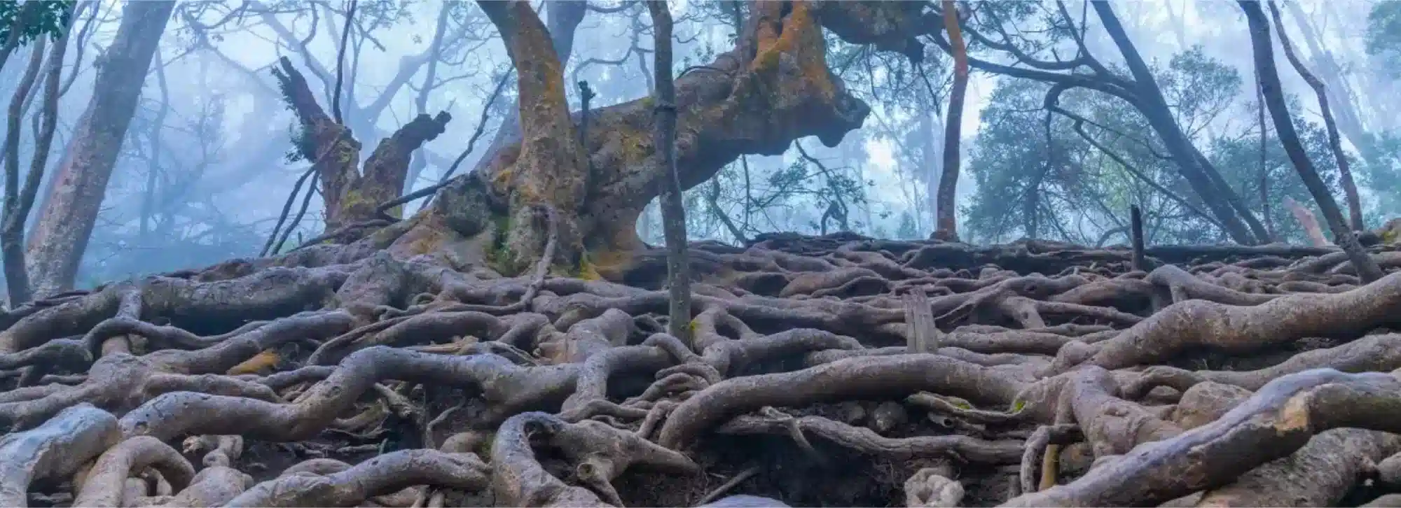 Intertwined ancient tree roots spread across the ground in the misty Shola forest near the famous Guna Caves, Kodaikanal.