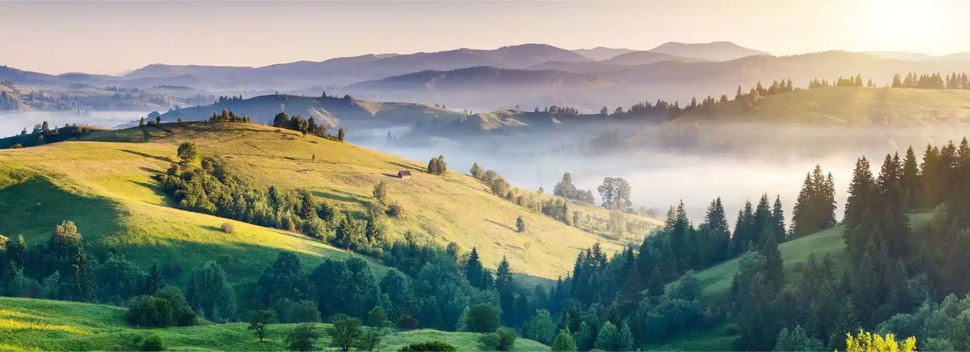 A breathtaking sunrise view of misty rolling hills in Kodaikanal with golden light hitting green pastures and pine trees.